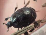 Thumbnail 405253 A