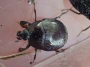 Thumbnail 405253 B
