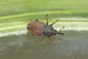 Thumbnail 405350 A