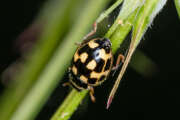 Thumbnail 405435 B