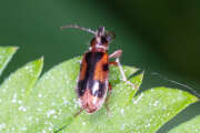 Thumbnail 405438 B