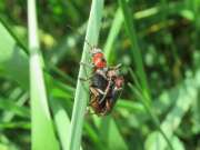 Thumbnail 405497 B