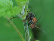 Thumbnail 405627 B