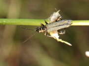 Thumbnail 405652 B