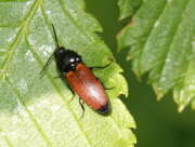 Thumbnail 405724 A
