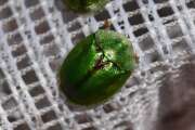 Thumbnail 405745 A