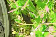 Thumbnail 405822