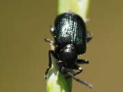 Thumbnail 405830 B
