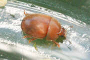 Thumbnail 405848 A