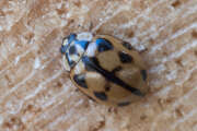 Thumbnail 405849 A