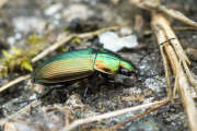 Thumbnail 405912 B