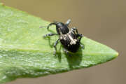 Thumbnail 405923 B