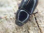 Thumbnail 405924 B
