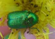 Thumbnail 405935 A