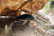 Thumbnail 405953 A