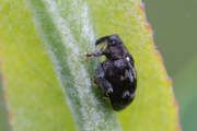 Thumbnail 406003 B