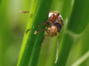 Thumbnail 406075 B