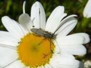 Thumbnail 406159 A