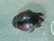 Thumbnail 406189 A