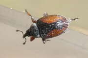 Thumbnail 406207 A