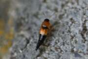 Thumbnail 406258 B