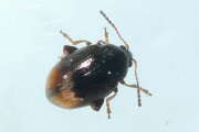 Thumbnail 406272 A