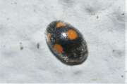 Thumbnail 406334 A