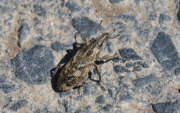 Thumbnail 406403 A