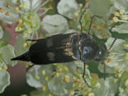 Thumbnail 406526 B