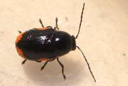 Thumbnail 406573 B