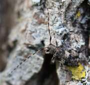Thumbnail 406609 A