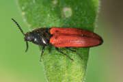 Thumbnail 406708 B