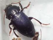 Thumbnail 406710 B