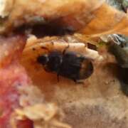 Thumbnail 406757 A