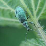 Thumbnail 406782 B