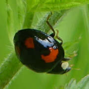 Thumbnail 406930 A