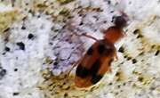 Thumbnail 406977 A