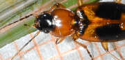 Thumbnail 407038 B