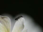 Thumbnail 407062 B