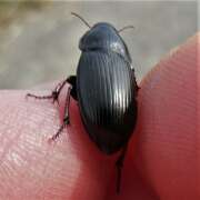 Thumbnail 407183 B