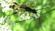 Thumbnail 407248 A