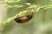 Thumbnail 407259 B