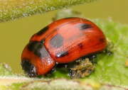 Thumbnail 407313 A
