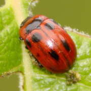 Thumbnail 407313 B
