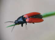 Thumbnail 407336 B
