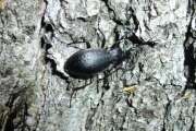Thumbnail 407345 A