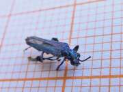 Thumbnail 407475 B