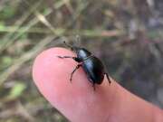 Thumbnail 407510 A