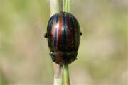 Thumbnail 407526 B
