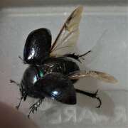 Thumbnail 407532 C